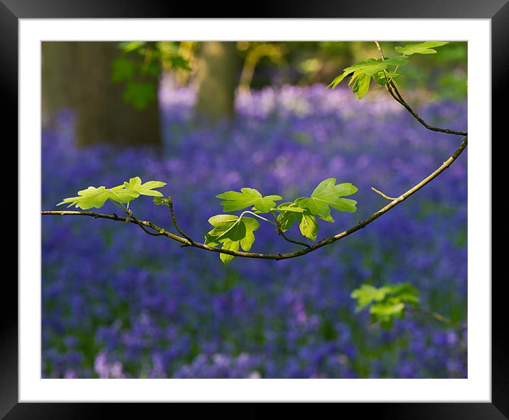 Spring colours Framed Mounted Print by Gary Eason