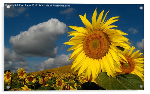 Sunflowers France Acrylic by Paul Amos