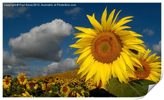 Sunflowers France Print by Paul Amos