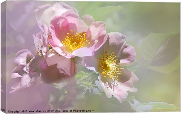 Pink Wild Rose Flower Canvas Print by Elaine Manley