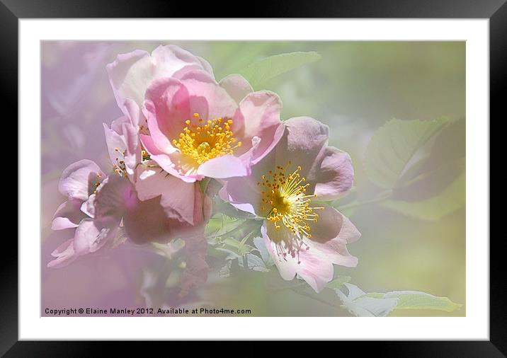 Pink Wild Rose Flower Framed Mounted Print by Elaine Manley