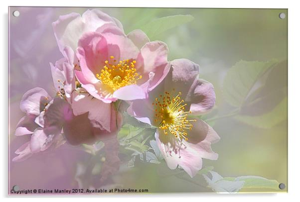 Pink Wild Rose Flower Acrylic by Elaine Manley