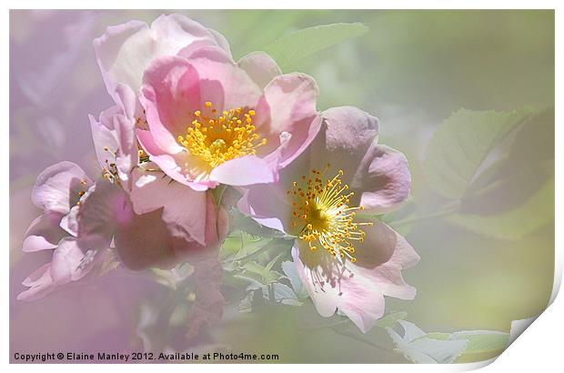 Pink Wild Rose Flower Print by Elaine Manley