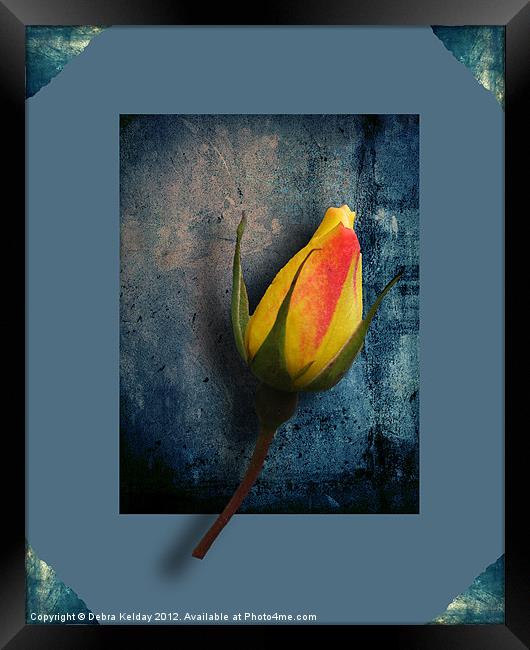 Yellow rose Framed Print by Debra Kelday