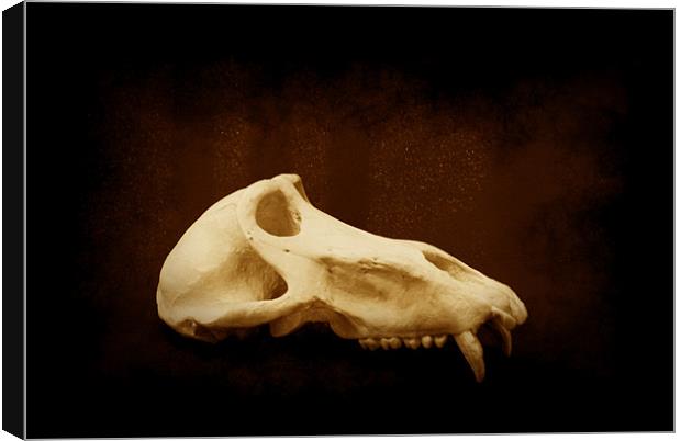 Baboon Skull 1 Canvas Print by Maria Tzamtzi Photography