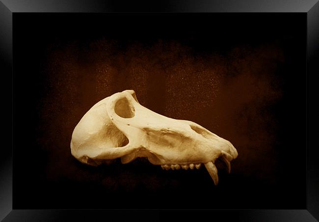 Baboon Skull 1 Framed Print by Maria Tzamtzi Photography
