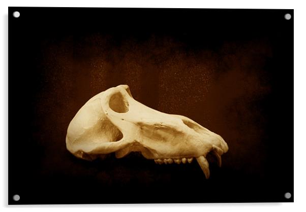 Baboon Skull 1 Acrylic by Maria Tzamtzi Photography