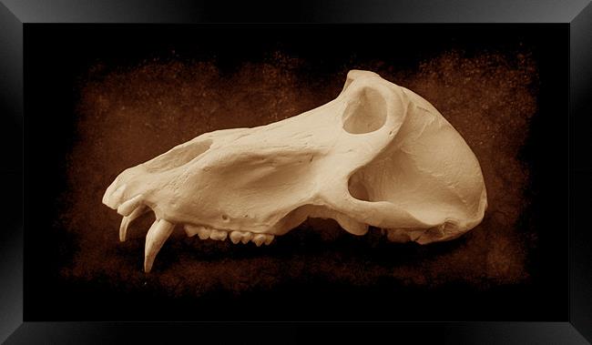 Baboon Skull 2 Framed Print by Maria Tzamtzi Photography