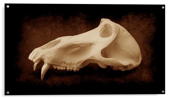 Baboon Skull 2 Acrylic by Maria Tzamtzi Photography