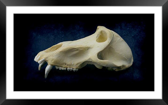 Baboon Skull 3 Framed Mounted Print by Maria Tzamtzi Photography