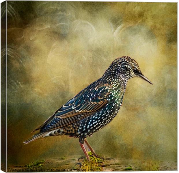 Beautiful plumage! Canvas Print by Sandra Pledger