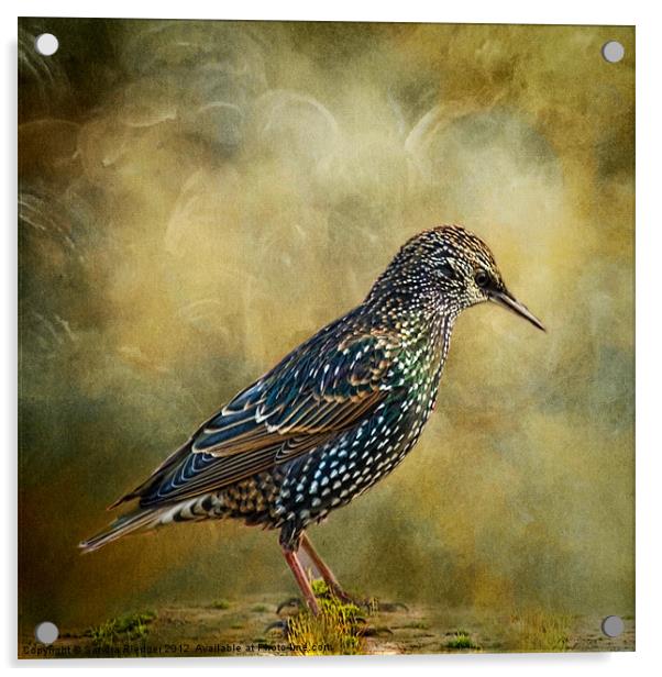 Beautiful plumage! Acrylic by Sandra Pledger