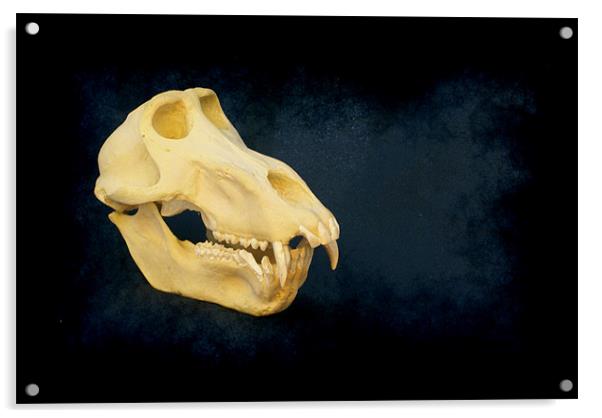 Baboon skull 4 Acrylic by Maria Tzamtzi Photography