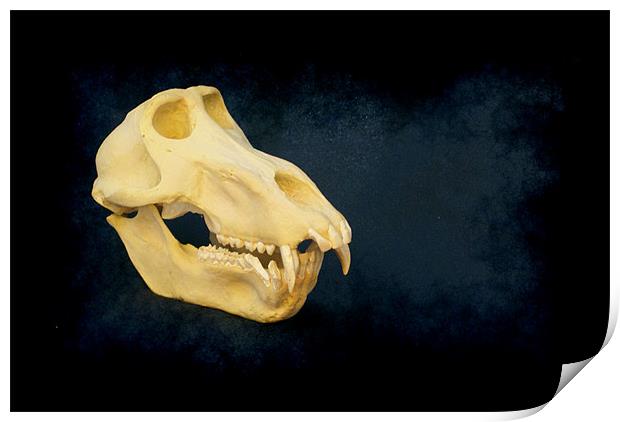 Baboon skull 4 Print by Maria Tzamtzi Photography