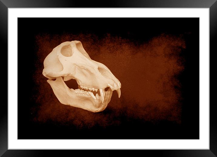 Baboon skull 5 Framed Mounted Print by Maria Tzamtzi Photography
