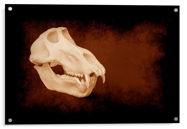 Baboon skull 5 Acrylic by Maria Tzamtzi Photography