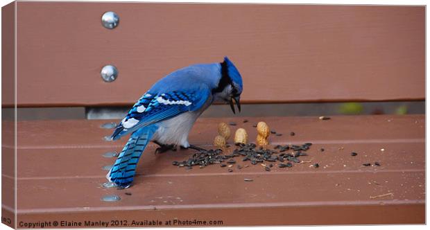Outsmarting a Bluejay Canvas Print by Elaine Manley