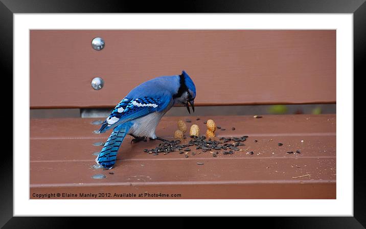 Outsmarting a Bluejay Framed Mounted Print by Elaine Manley