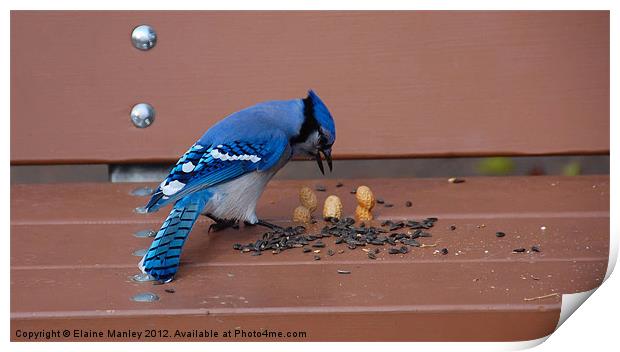 Outsmarting a Bluejay Print by Elaine Manley