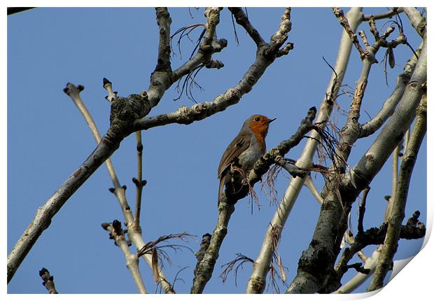 Robin Print by barbara walsh