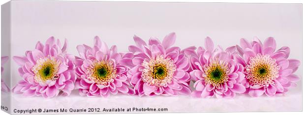 Flowers of Pink Canvas Print by James Mc Quarrie