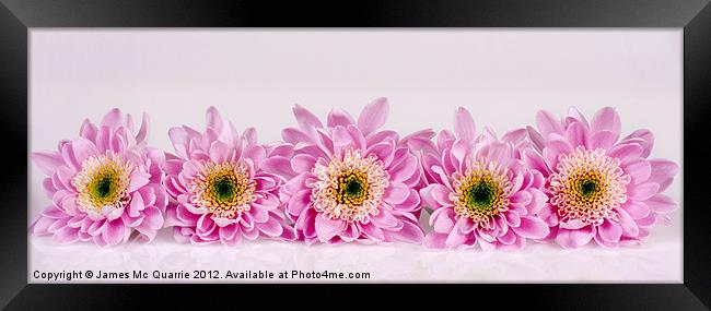 Flowers of Pink Framed Print by James Mc Quarrie