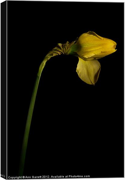 Single Daffodil Canvas Print by Ann Garrett