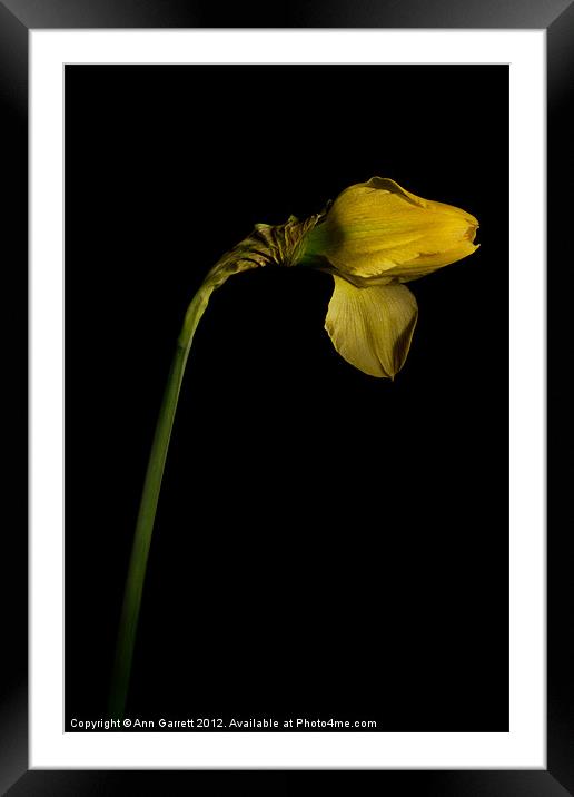 Single Daffodil Framed Mounted Print by Ann Garrett