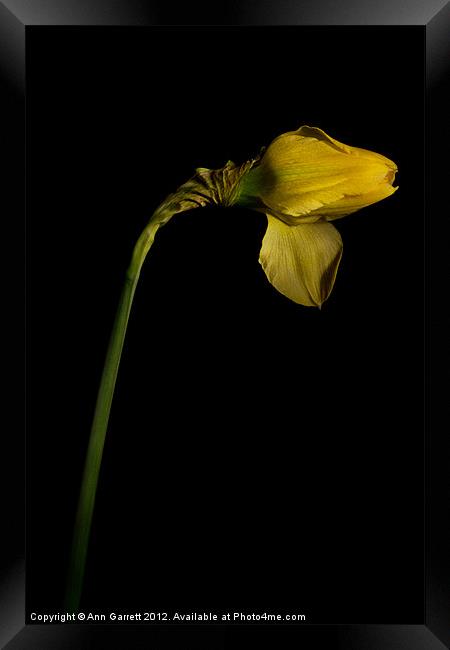 Single Daffodil Framed Print by Ann Garrett