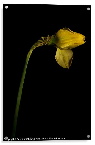 Single Daffodil Acrylic by Ann Garrett