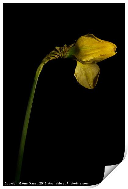 Single Daffodil Print by Ann Garrett