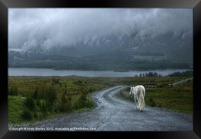 White Horse In Connemara Framed Print by Andy Morley
