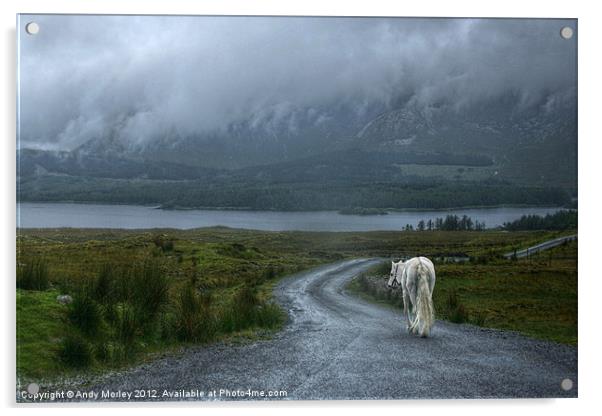 White Horse In Connemara Acrylic by Andy Morley