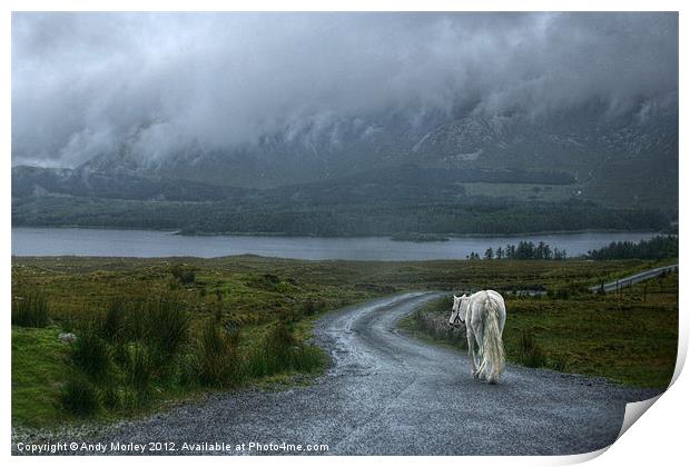 White Horse In Connemara Print by Andy Morley