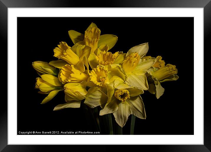 A Host of Golden Daffodils Framed Mounted Print by Ann Garrett