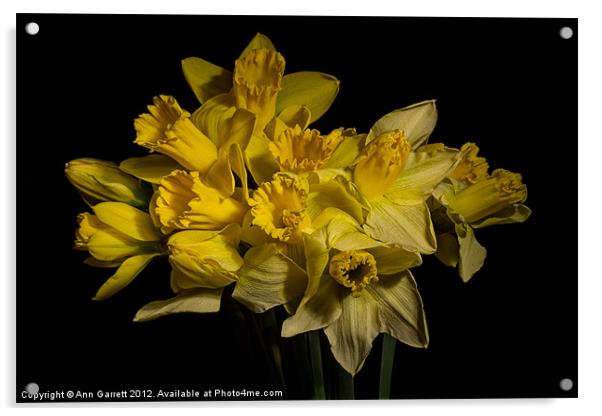 A Host of Golden Daffodils Acrylic by Ann Garrett