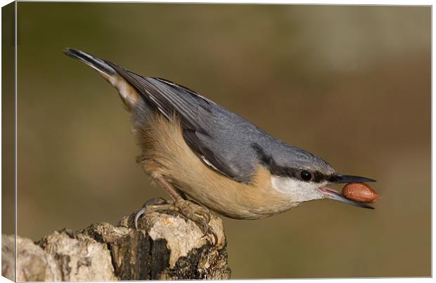 Nuthatch Canvas Print by Val Saxby LRPS