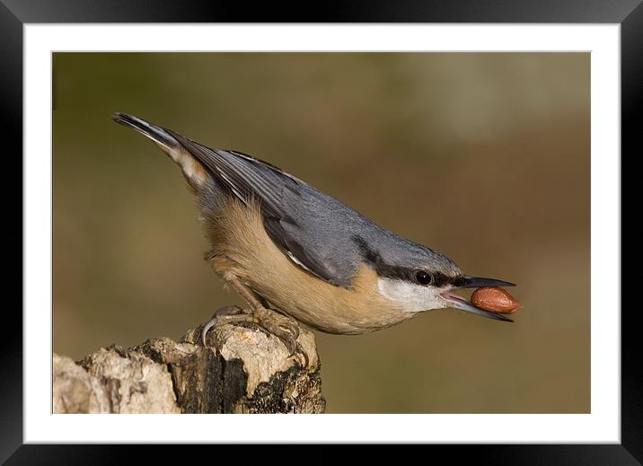 Nuthatch Framed Mounted Print by Val Saxby LRPS