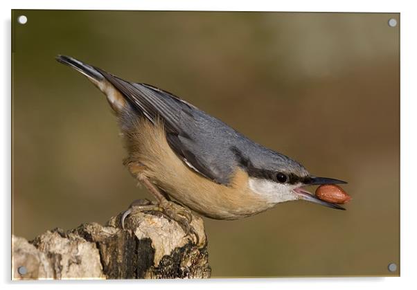 Nuthatch Acrylic by Val Saxby LRPS