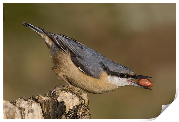 Nuthatch Print by Val Saxby LRPS