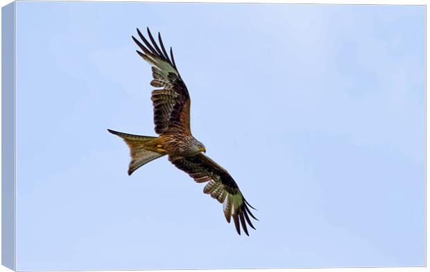 Red Kite Canvas Print by Val Saxby LRPS