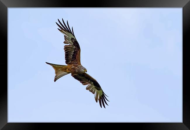 Red Kite Framed Print by Val Saxby LRPS