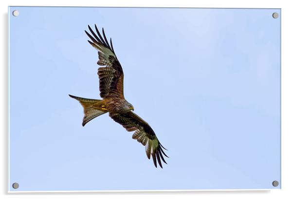 Red Kite Acrylic by Val Saxby LRPS