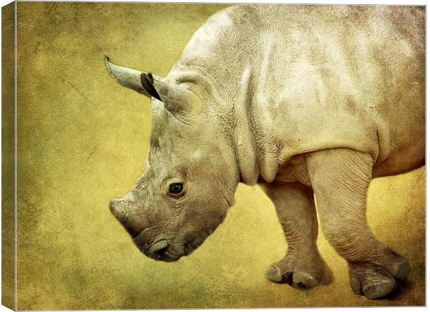 Baby Rhinoceros Canvas Print by Aj’s Images
