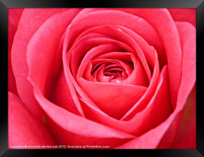 Soft pink rose Framed Print by michelle whitebrook
