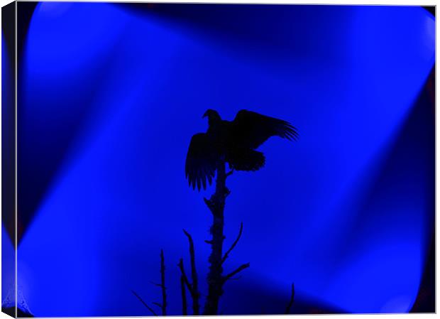 Bird of Prey Silhouette Canvas Print by Stephanie Clayton