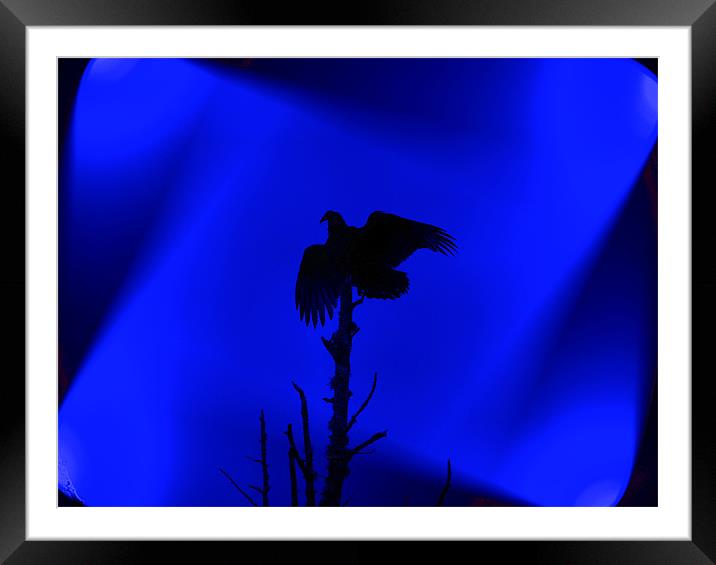 Bird of Prey Silhouette Framed Mounted Print by Stephanie Clayton