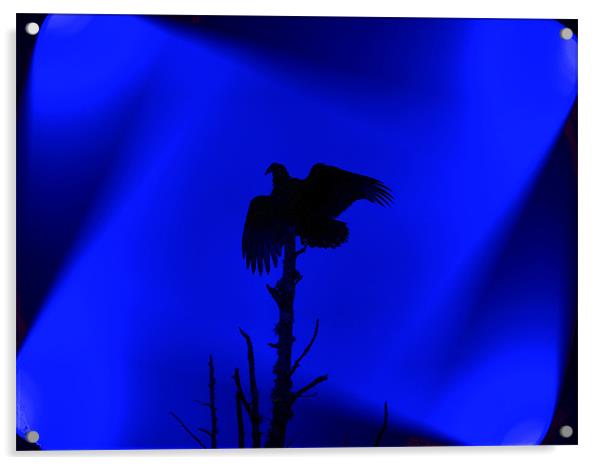 Bird of Prey Silhouette Acrylic by Stephanie Clayton
