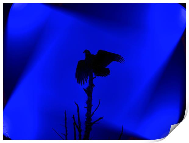 Bird of Prey Silhouette Print by Stephanie Clayton