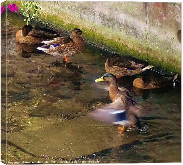 It´s A Ducks Life Canvas Print by Andrew Middleton